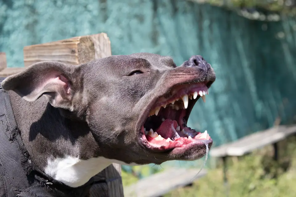 Dog Bites